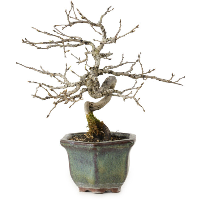 Diospyros kaki, 16 cm, ± 15 years old