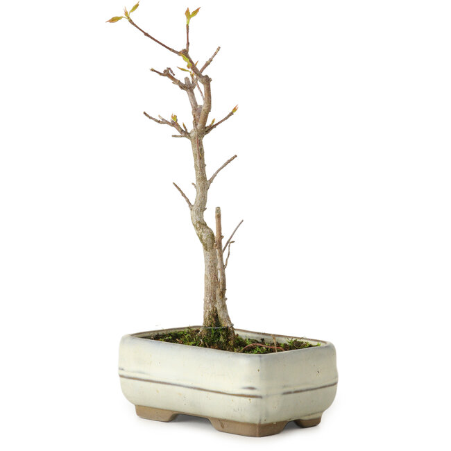 Acer buergerianum, 18 cm, ± 8 Jahre alt