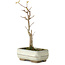 Acer buergerianum, 18 cm, ± 8 years old