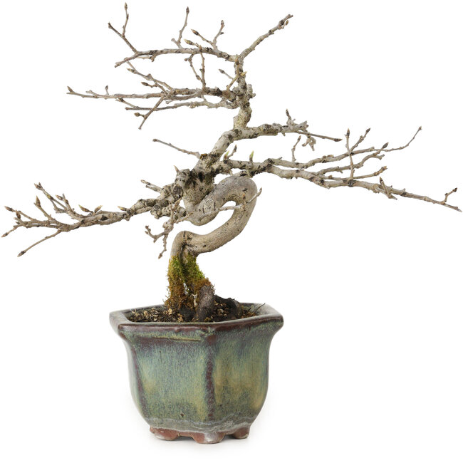 Diospyros kaki, 16 cm, ± 15 anni