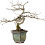 Diospyros kaki, 16 cm, ± 15 anni
