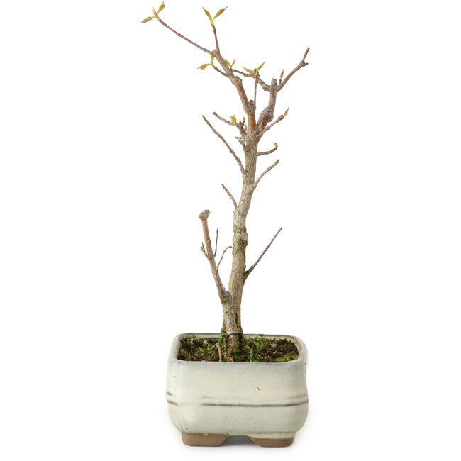 Acer buergerianum, 18 cm, ± 8 jaar oud
