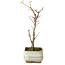 Acer buergerianum, 18 cm, ± 8 years old