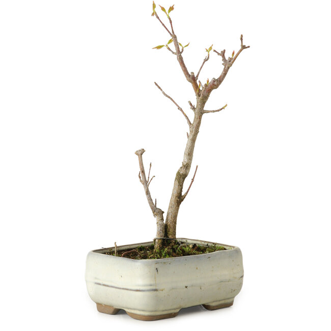 Acer buergerianum, 18 cm, ± 8 años