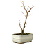 Acer buergerianum, 18 cm, ± 8 jaar oud