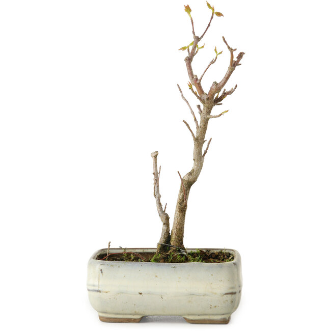 Acer buergerianum, 18 cm, ± 8 anni