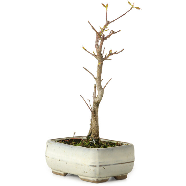 Acer buergerianum, 18 cm, ± 8 jaar oud