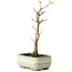 Acer buergerianum, 18 cm, ± 8 anni