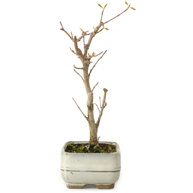 Acer buergerianum, 18 cm, ± 8 years old