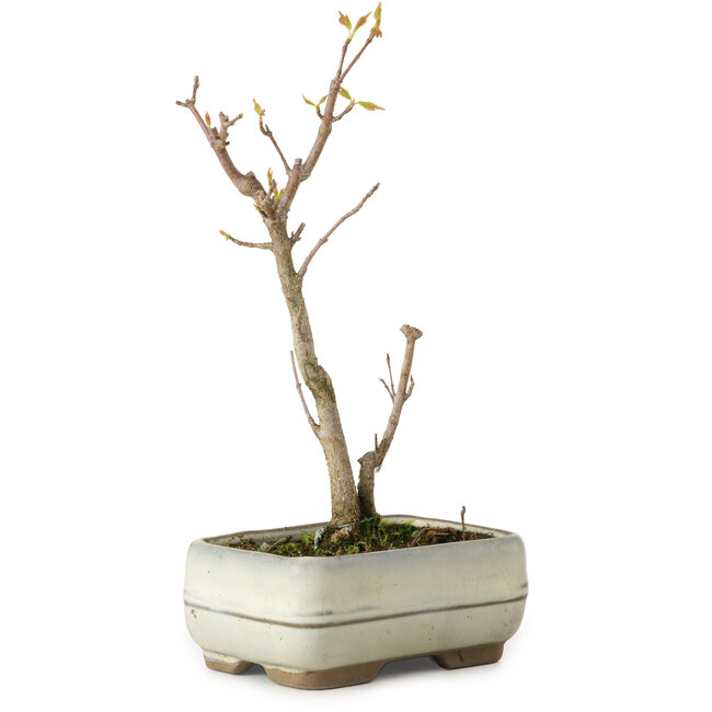 Acer buergerianum, 18 cm, ± 8 jaar oud