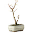 Acer buergerianum, 18 cm, ± 8 jaar oud