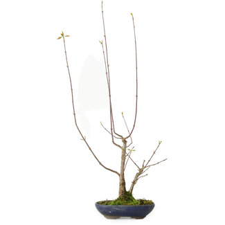 Acer buergerianum, 21 cm, ± 12 anni