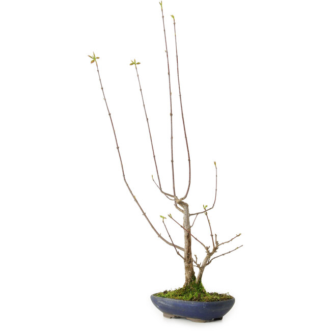Acer buergerianum, 21 cm, ± 12 jaar oud, met een nebari van 4 cm