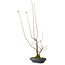 Acer buergerianum, 21 cm, ± 12 years old, with a nebari of 4 cm