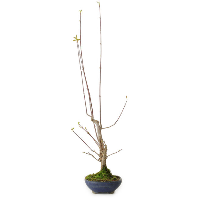 Acer buergerianum, 21 cm, ± 12 años de edad, con un nebari de 4 cm