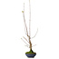 Acer buergerianum, 21 cm, ± 12 years old, with a nebari of 4 cm