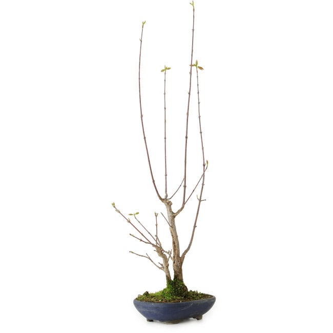 Acer buergerianum, 21 cm, ± 12 anni, con nebari di 4 cm