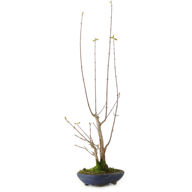 Acer buergerianum, 21 cm, ± 12 años de edad, con un nebari de 4 cm