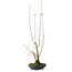 Acer buergerianum, 21 cm, ± 12 Jahre alt, mit einem Wurzelhals von 4 cm