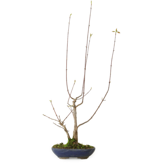 Acer buergerianum, 21 cm, ± 12 anni, con nebari di 4 cm