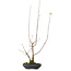 Acer buergerianum, 21 cm, ± 12 years old, with a nebari of 4 cm