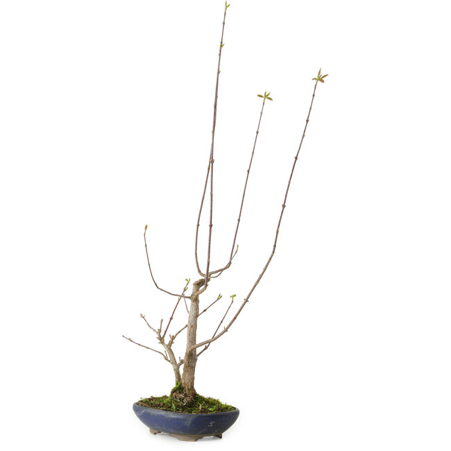 Acer buergerianum, 21 cm, ± 12 años de edad, con un nebari de 4 cm