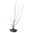 Acer buergerianum, 21 cm, ± 12 Jahre alt, mit einem Wurzelhals von 4 cm