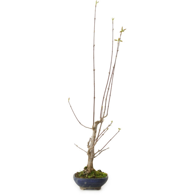 Acer buergerianum, 21 cm, ± 12 años de edad, con un nebari de 4 cm