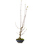 Acer buergerianum, 21 cm, ± 12 ans, avec un nebari de 4 cm