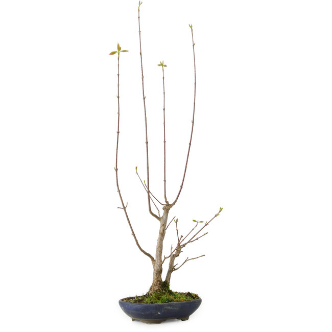 Acer buergerianum, 21 cm, ± 12 ans, avec un nebari de 4 cm