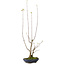 Acer buergerianum, 21 cm, ± 12 jaar oud, met een nebari van 4 cm