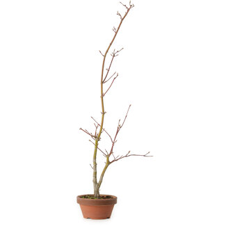 Acer palmatum, 21 cm, ± 15 years old
