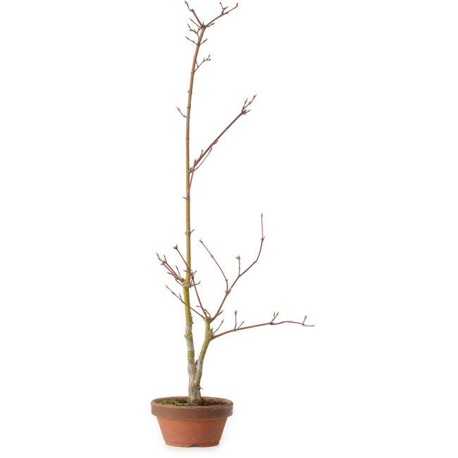 Acer palmatum, 21 cm, ± 15 años de edad