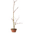 Acer palmatum, 21 cm, ± 15 years old