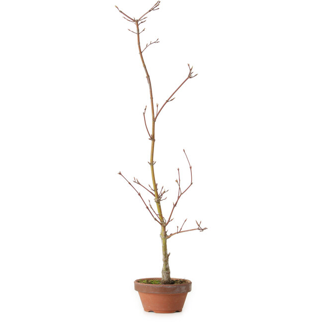 Acer palmatum, 21 cm, ± 15 Jahre alt