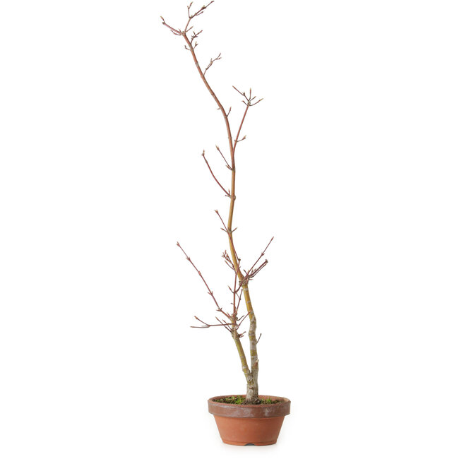 Acer palmatum, 21 cm, ± 15 Jahre alt