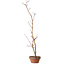 Acer palmatum, 21 cm, ± 15 jaar oud