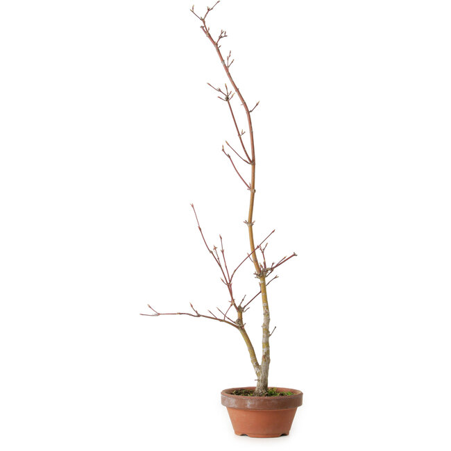 Acer palmatum, 21 cm, ± 15 años de edad