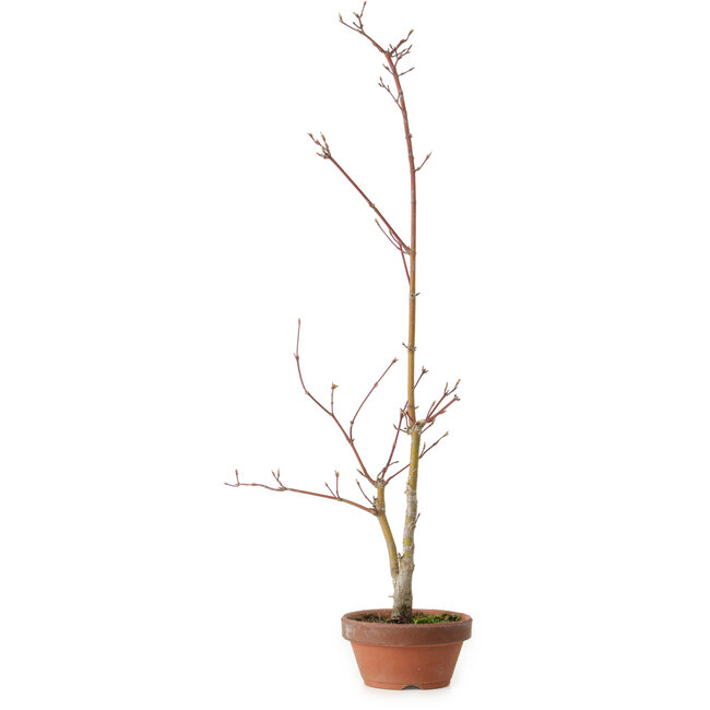 Acero palmato, 21 cm, ± 15 anni