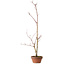 Acer palmatum, 21 cm, ± 15 ans