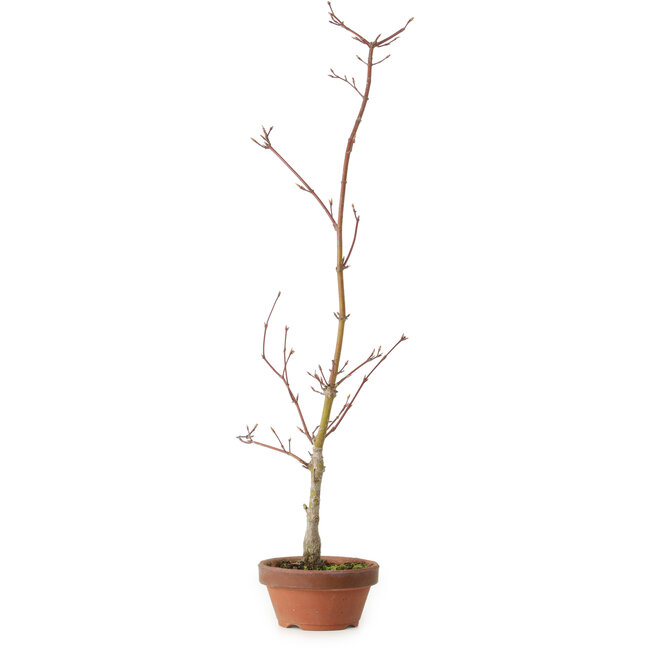 Acero palmato, 21 cm, ± 15 anni