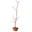 Acer palmatum, 21 cm, ± 15 ans