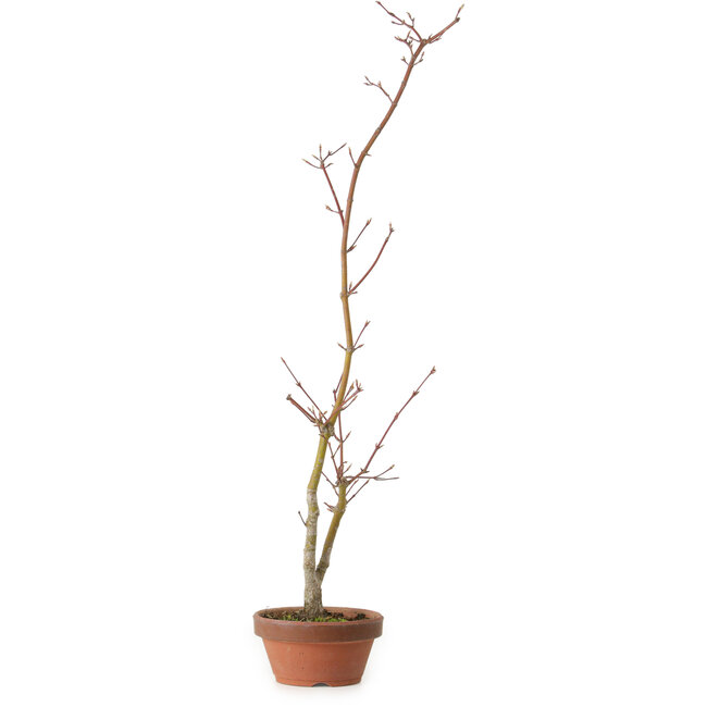 Acer palmatum, 21 cm, ± 15 jaar oud