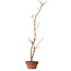 Acer palmatum, 21 cm, ± 15 jaar oud