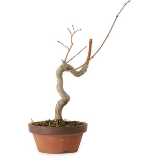 Acer palmatum, 21 cm, ± 15 ans