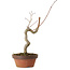 Acero palmato, 21 cm, ± 15 anni