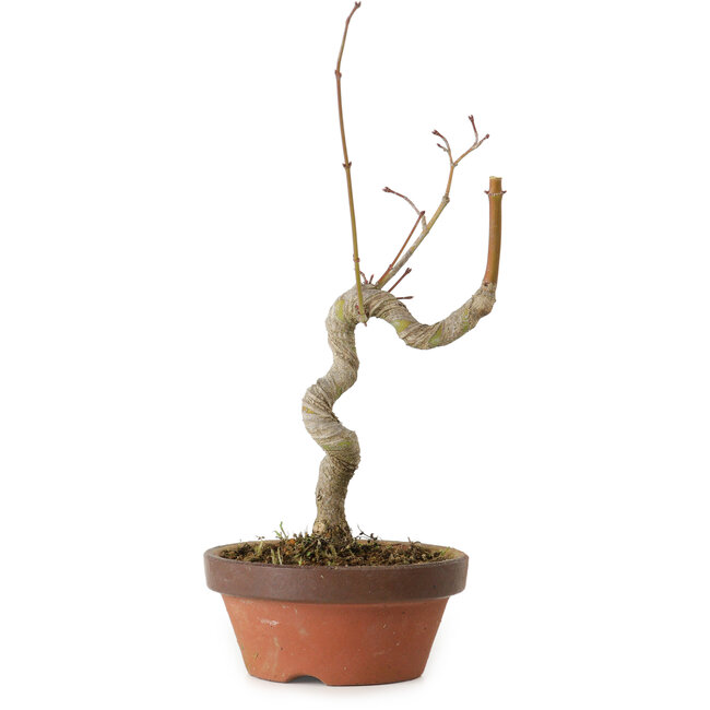 Acer palmatum, 21 cm, ± 15 ans