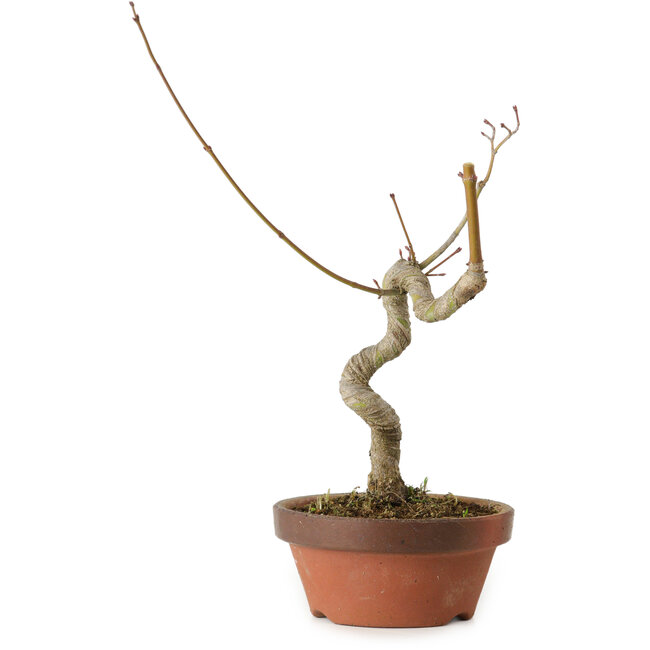 Acer palmatum, 21 cm, ± 15 ans