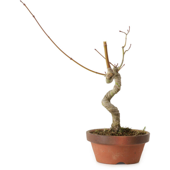 Acero palmato, 21 cm, ± 15 anni