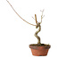 Acer palmatum, 21 cm, ± 15 jaar oud